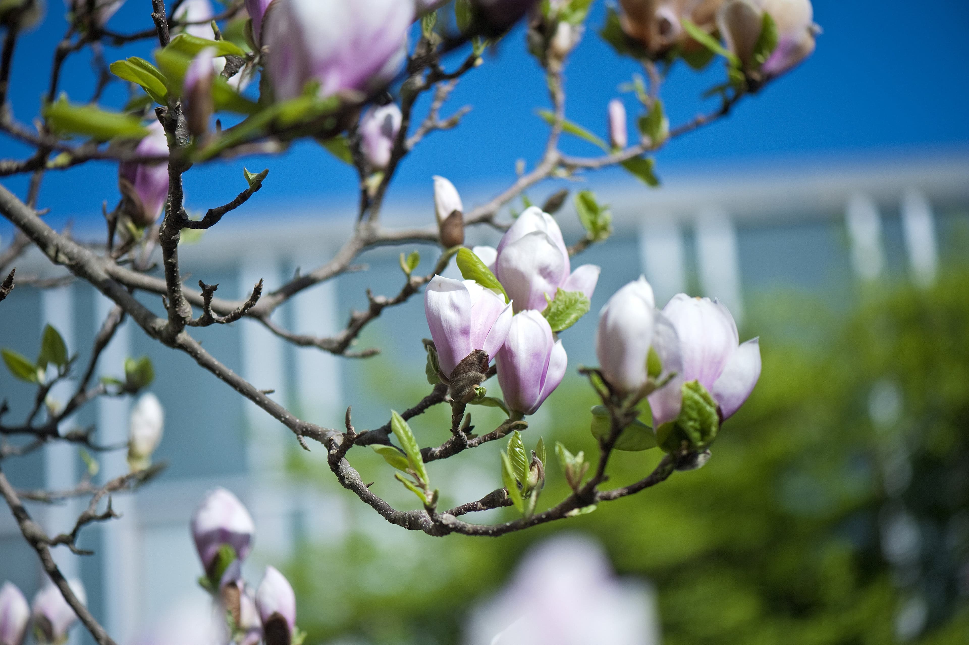 Magnolia