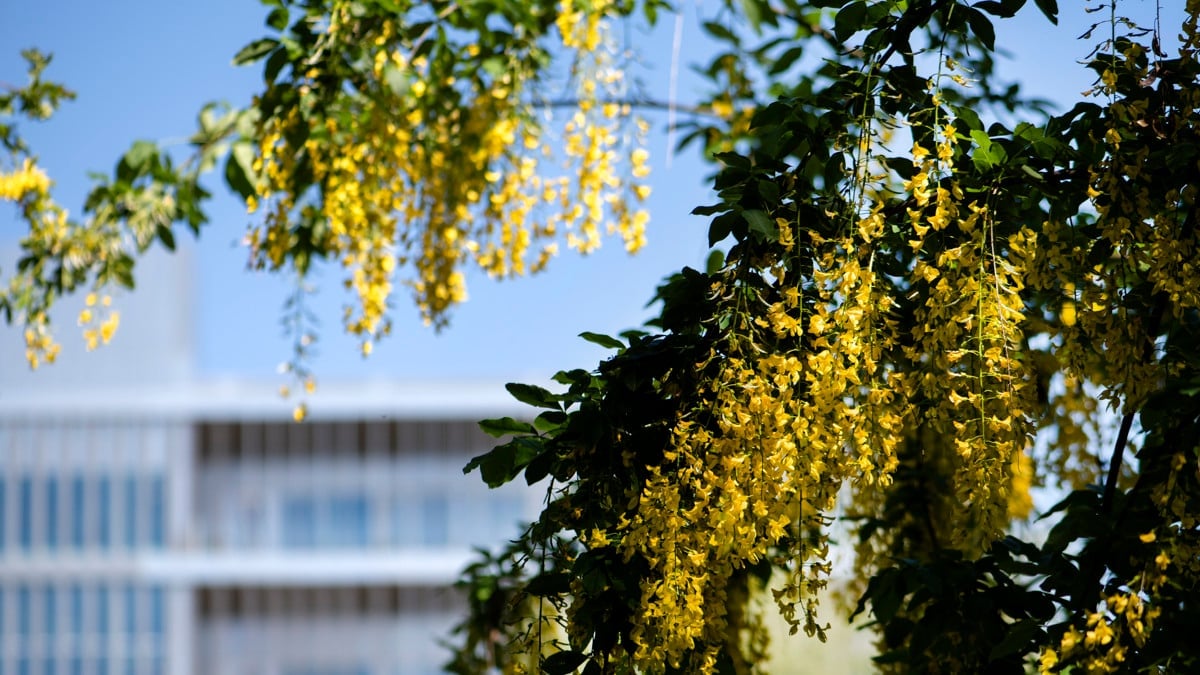 Träd - dekorativ bild