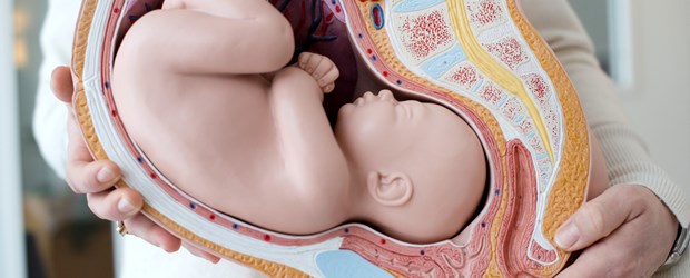 docka som visar hur fostret ligger i magen
